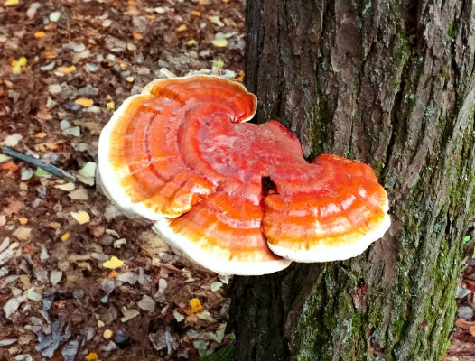 Reishi